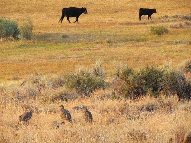 How NRCS Funding Shapes Working Lands, Wildlife Habitat, and the Policy Systems Behind Them